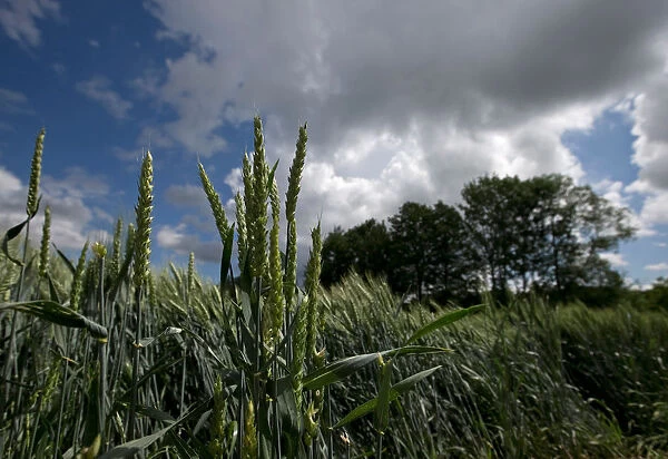 Ears of wheat are seen in a wheat field in Rohr