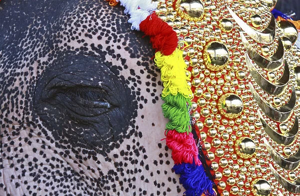 An elephant decorated with ornaments closes its eye during the start of an annual