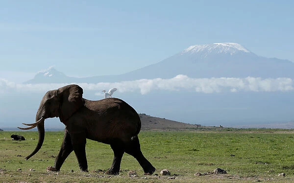 An elephant walks in Amboseli National Park in front of Kilimanjaro Mountain