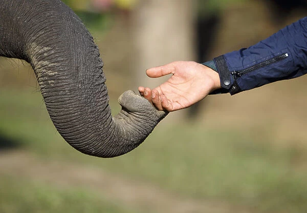 An elephants trunk touches a visitors hand in search of food at Sauraha in Chitwan