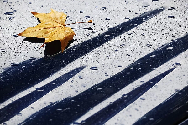 A fallen autumn leaf rests with raindrops on the bonnet of a car in London