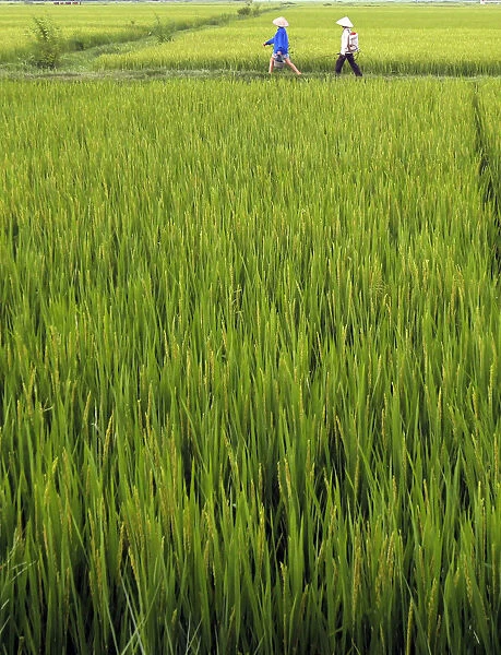 Farmers walk in a rice paddy field outside Hanoi September