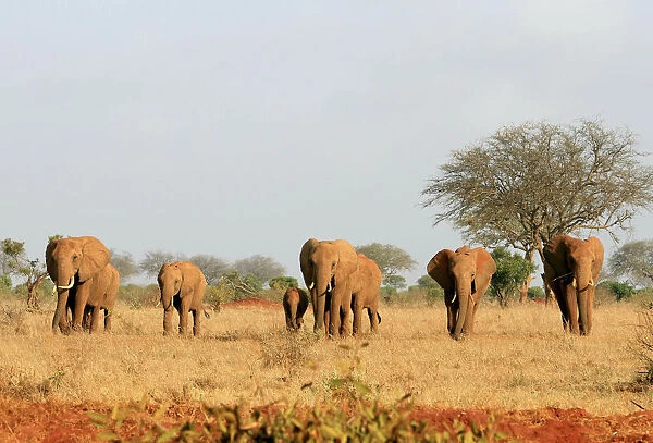 A herd of elephants walk in the Tsavo East National Park
