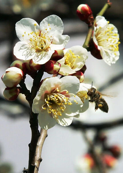Honeybee collects nectar from blossoms of Japanese plum tree in Tokyo