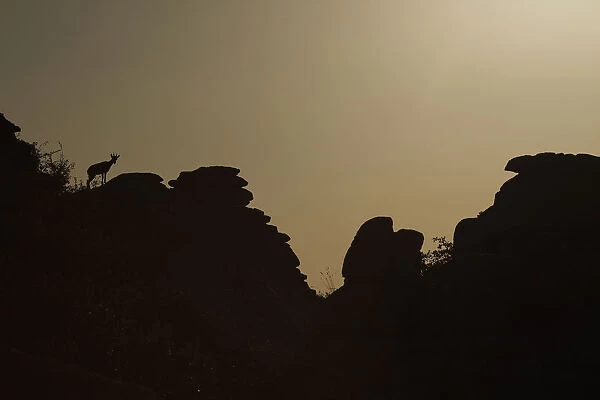 An ibex is silhouetted during sunrise after the Perseid meteor shower in the night sky