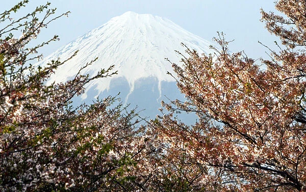 JAPANs MOUNT FUJI IS SEEN BEHIND CHERRY BLOSSOMS IN FUJI, JAPAN