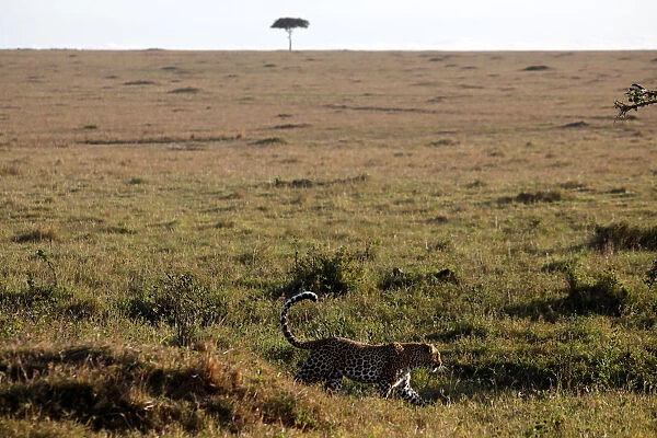 A leopard walks through the grass in the Msai Mara National Reserve