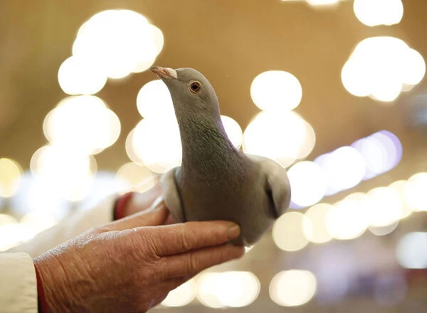 A man holds a pigeon during the British Homing World show of the year at Blackpool s