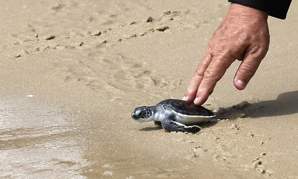 A man releases a Hawksbill turtle into the sea at the Sea Turtle Conservation Center of