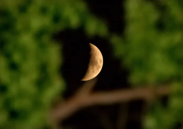 Framed Print : Print of the moon seen through tree branches in Tehran