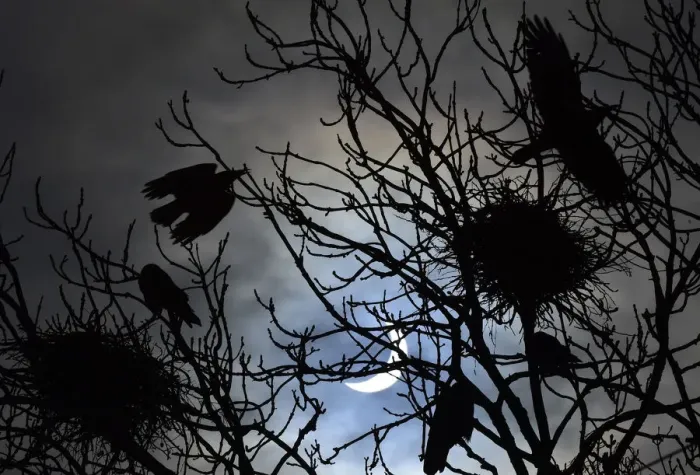 Framed Print : Birds on Trees Print, Solar Eclipse Scene Framed Print : Birds on Trees Print, Solar Eclipse Scene