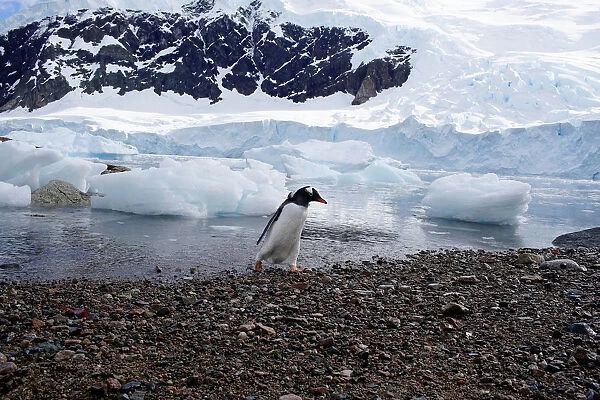 A penguin walks next to a glacier in Neko Harbour, Antarctica