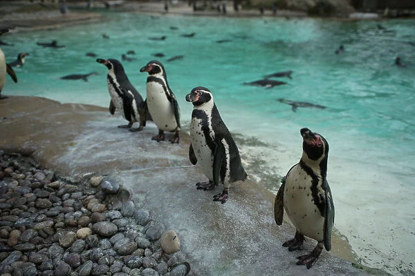 Penguins look on during the Annual Stocktake at ZSL London Zoo in London