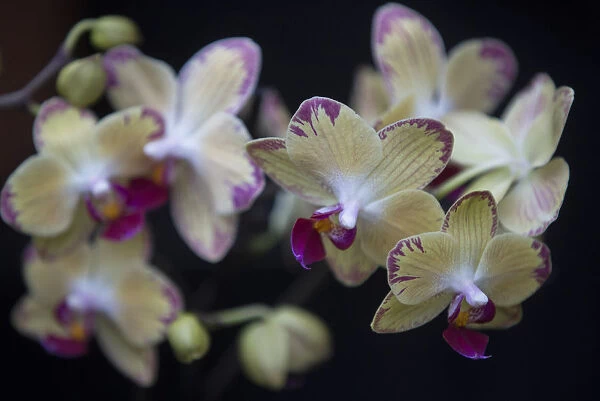 A Phalaenopsis bee sting orchid is displayed during the media launch of the Alluring