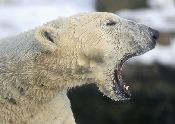 A polar bear gapes at the zoo in the German town of Gelsenkirchen