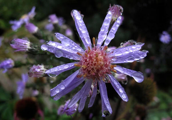 Rain drops form on a flower at a public garden on a wet autumn day in Dortmund