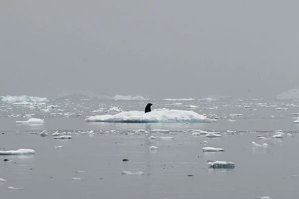 A seal occupies an iceberg in Andvord Bay, Antarctica