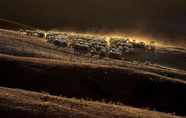 Sheep grazing on a field are seen at the Crete Senesi (Siennese clays) area near
