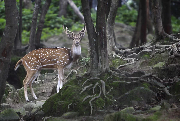 A spotted deer is seen inside a deer park in the premises of Pashupatinath Temple