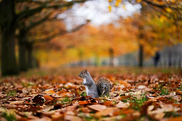 A squirrel sits amongst leaves in Hyde Park during autumnal weather in London