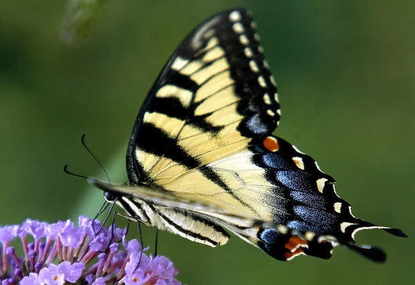 A swallowtail butterfly collects pollen from a butterfly bush in Delaware