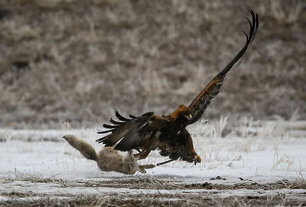 A tamed golden eagle attacks a corsac fox during an annual hunting contest in Chengelsy