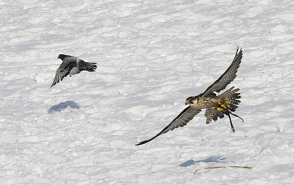 A tamed hawk chases a dove during an annual hunters competition at Almaty hippodrome