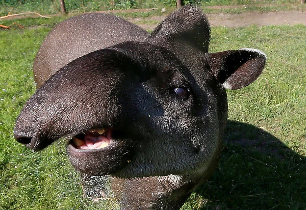 A tapir cools down under a stream of water at a zoo in Krasnoyarsk