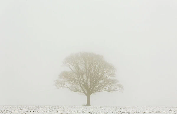 A tree stands in a misty snow-covered field near Bossingham, south east England