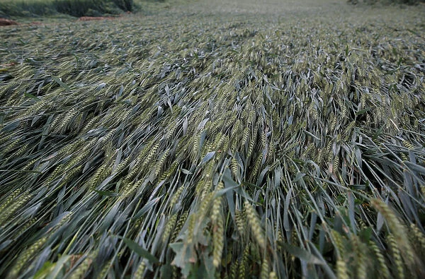 Wheat plants blow down by a storm are seen in a wheat field in Avenheim