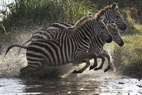 Zebras leap after drinking from a water source in Nairobi national park