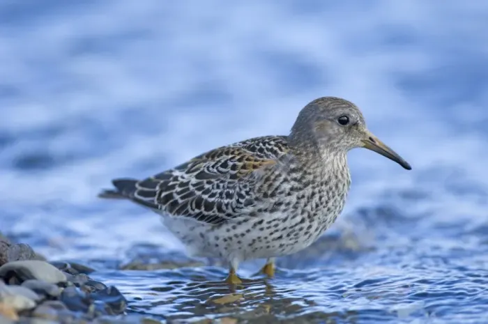 Framed Print : Rock Sandpiper juvenile Print Framed Print : Rock Sandpiper juvenile Print