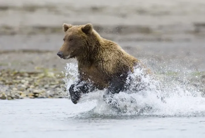Framed Print : Brown Bear Charging Along Coastal Creek Print Framed Print : Brown Bear Charging Along Coastal Creek Print