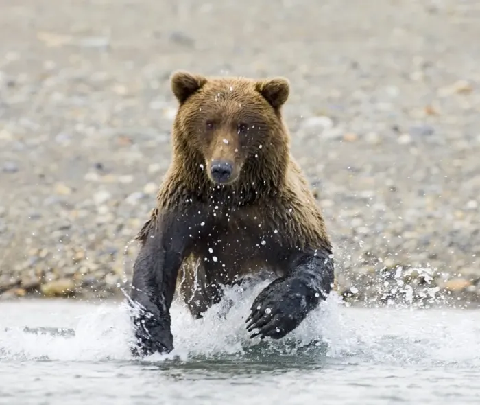 Framed Print : Brown Bear Charging Along Coastal Creek Print Framed Print : Brown Bear Charging Along Coastal Creek Print