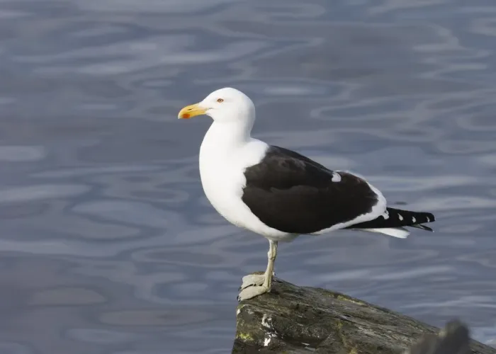 Framed Print : Kelp Gull Print, Breeding Adult Framed Print : Kelp Gull Print, Breeding Adult