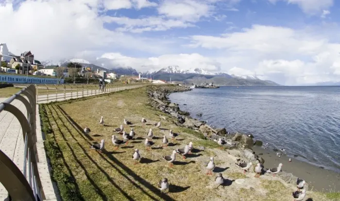 Framed Print : Dolphin Gull Print, Ushuaia Seafront Framed Print : Dolphin Gull Print, Ushuaia Seafront