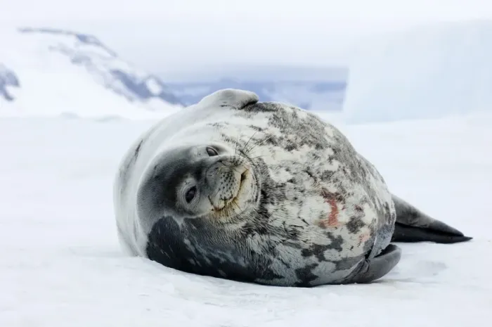 Framed Print : Weddell Seal Print on Sea Ice Framed Print : Weddell Seal Print on Sea Ice