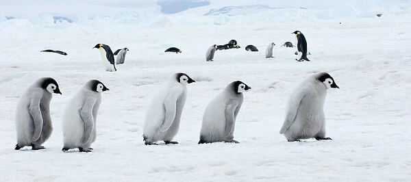 01976dt. Emperor Penguins Aptenodytes forsteri chicks Snow Hill Island Antarctica November