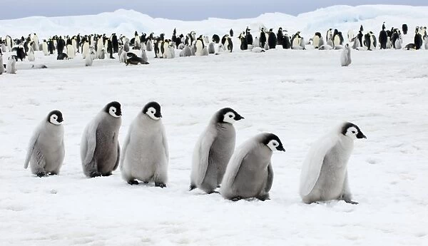 01978dt. Emperor Penguins Aptenodytes forsteri chicks Snow Hill Island Antarctica November