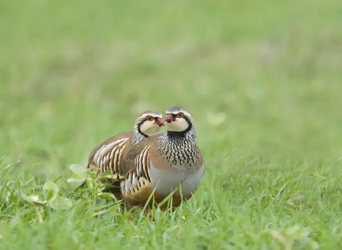 Framed Print : Red-legged Partridge Print - Norfolk Winter Landscape Framed Print : Red-legged Partridge Print - Norfolk Winter Landscape
