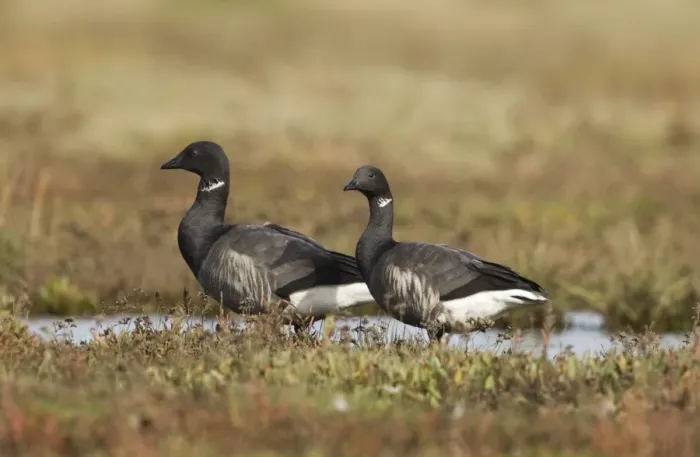 Framed Print : Brent Geese Print on Saltmarsh