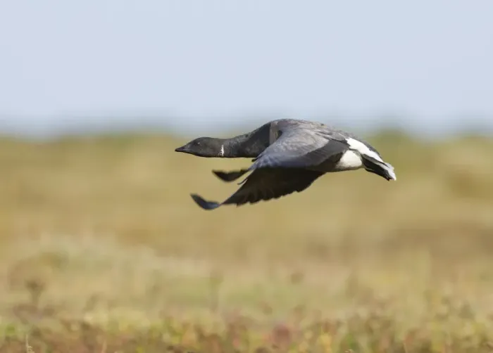 Framed Print : Brent Goose Print, Saltmarsh Takeoff Framed Print : Brent Goose Print, Saltmarsh Takeoff