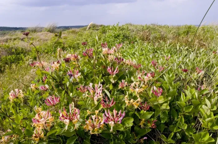 Framed Print : Honeysuckle in dunes Print Framed Print : Honeysuckle in dunes Print