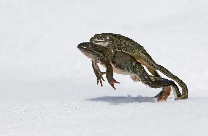 Framed Print : Marsh Frog Print: Mating Pair in Snowy Landscape Framed Print : Marsh Frog Print: Mating Pair in Snowy Landscape