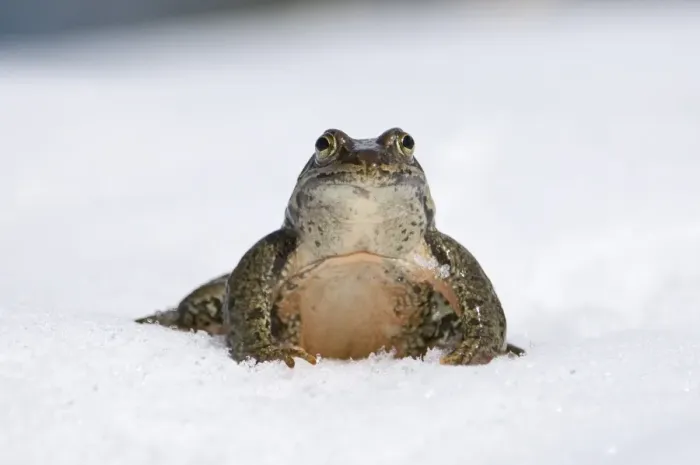 Framed Print : Marsh Frog Print in Snow, Great Caucasus Framed Print : Marsh Frog Print in Snow, Great Caucasus
