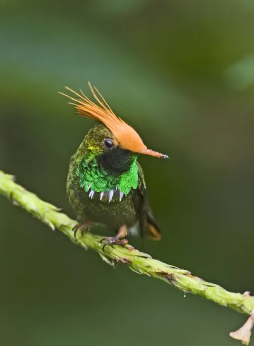 Framed Print : Rufous-crested Coquette Print Framed Print : Rufous-crested Coquette Print