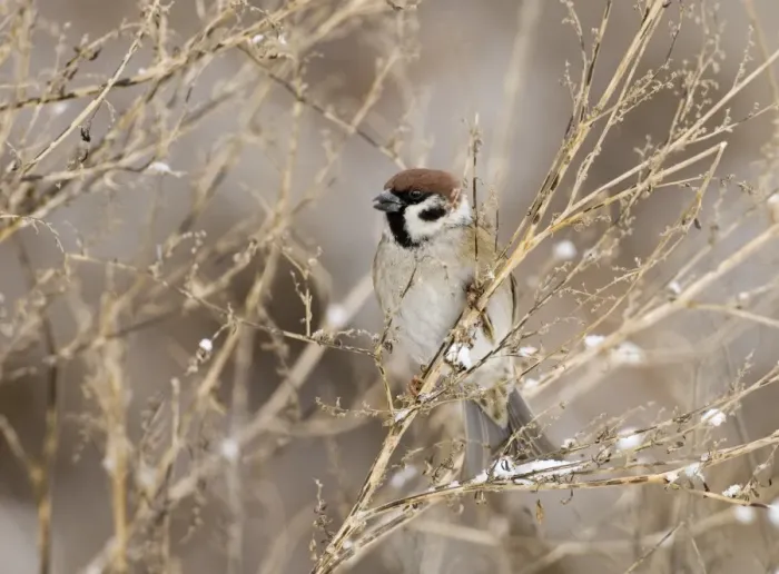 Framed Print : Tree Sparrow Print, Norfolk UK Winter Scene Framed Print : Tree Sparrow Print, Norfolk UK Winter Scene