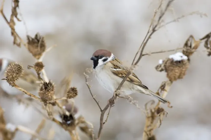 Framed Print : Tree Sparrow Print - Norfolk Winter Scene Framed Print : Tree Sparrow Print - Norfolk Winter Scene