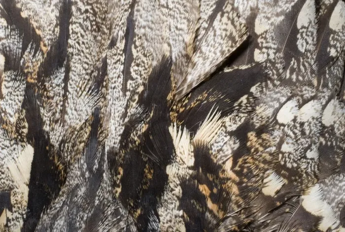 Framed Print : Nightjar Print - Close-up of Feathers on Mantle Framed Print : Nightjar Print - Close-up of Feathers on Mantle