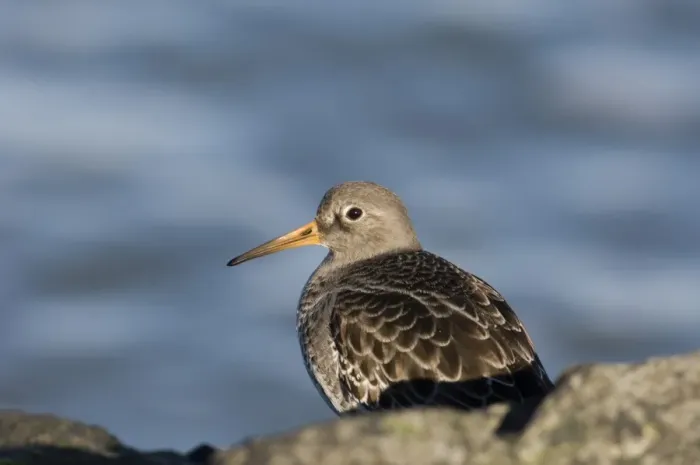 Framed Print : Purple Sandpiper Print on Rock Framed Print : Purple Sandpiper Print on Rock